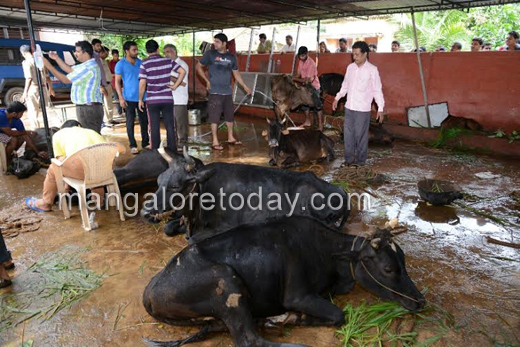 Cattle trafficking  in mangalore 9